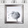 Dandelions - Blowing Left - Silver Frame - Mounted
