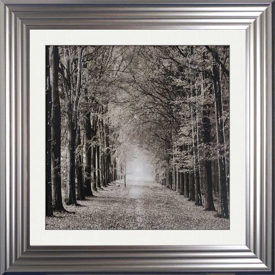 Path Ahead - Tree Walk - Silver Frames